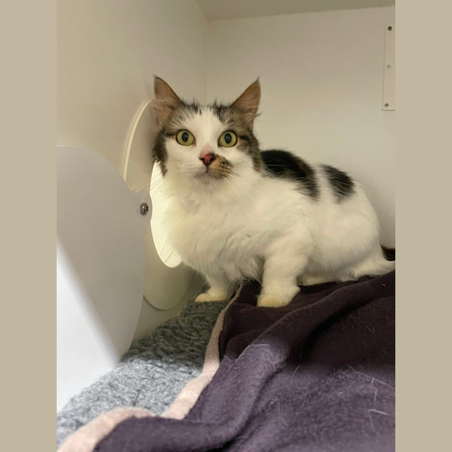 Photo of 🧁 Chloe F02630 🧁