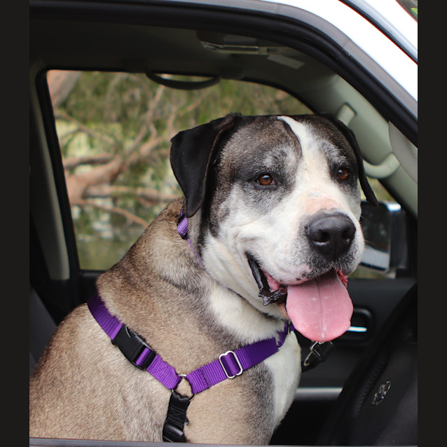 Photo of Roxstar