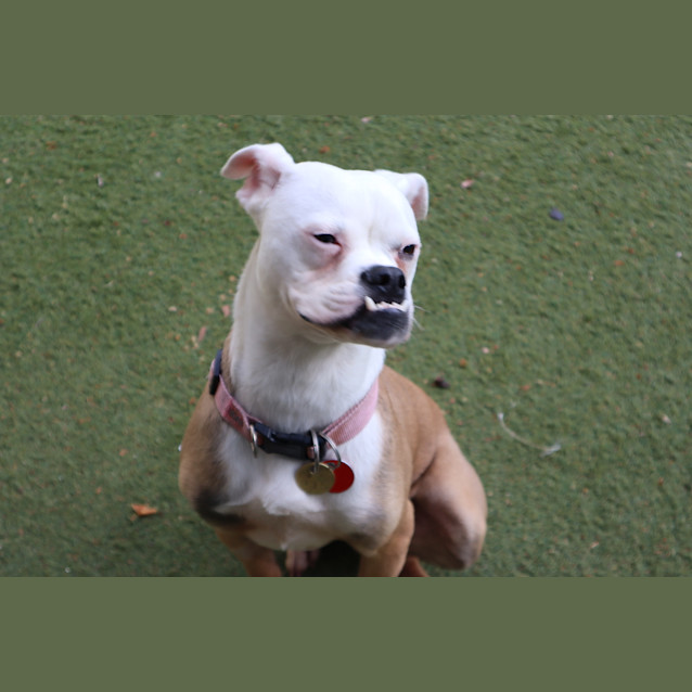 Photo of Scooby