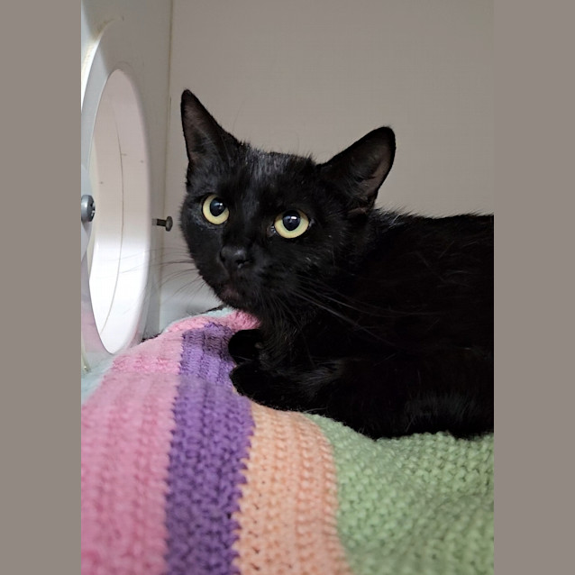 Photo of Salem