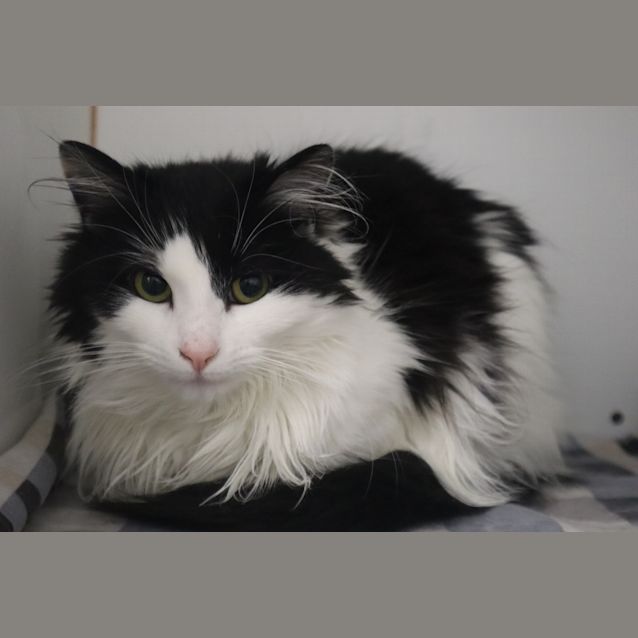 Photo of Tiabeanie