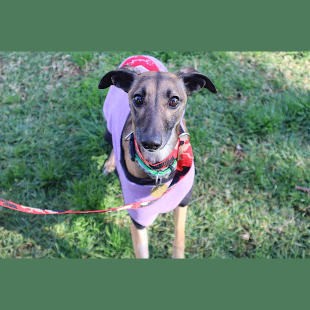 Photo of Bonnie
