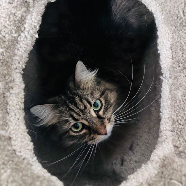 Photo of Fluffy   Located In Preston