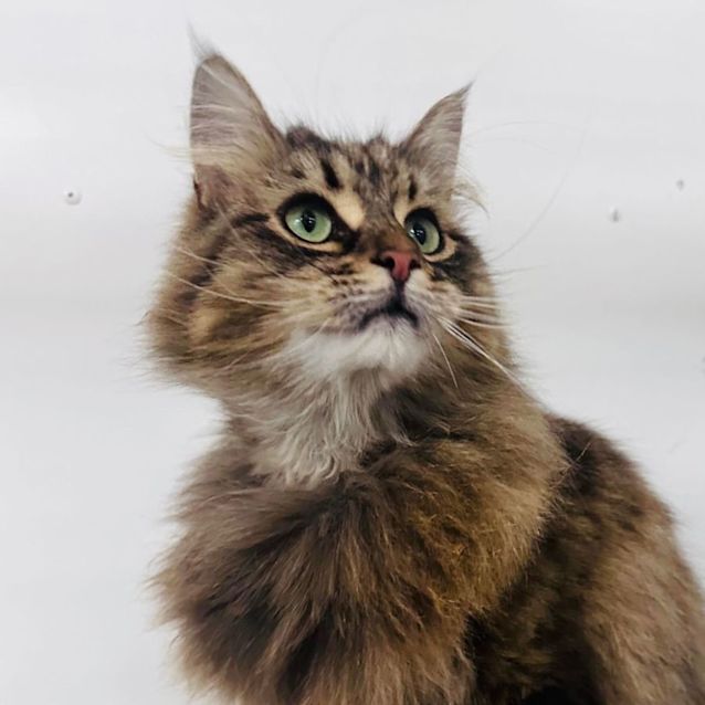 Photo of Fluffy   Located In Preston