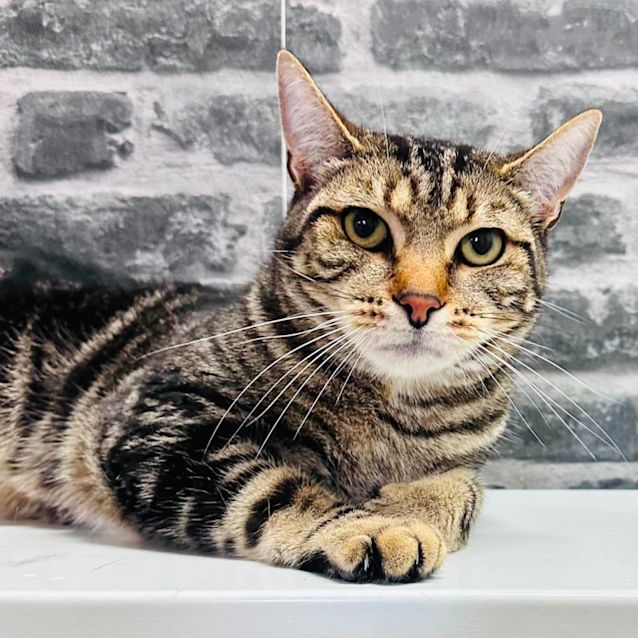 Photo of Mason   Located In Preston