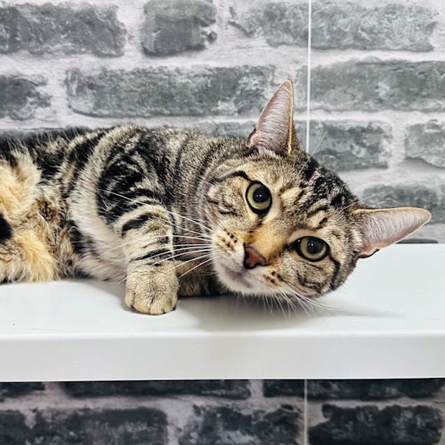 Photo of Mason   Located In Preston