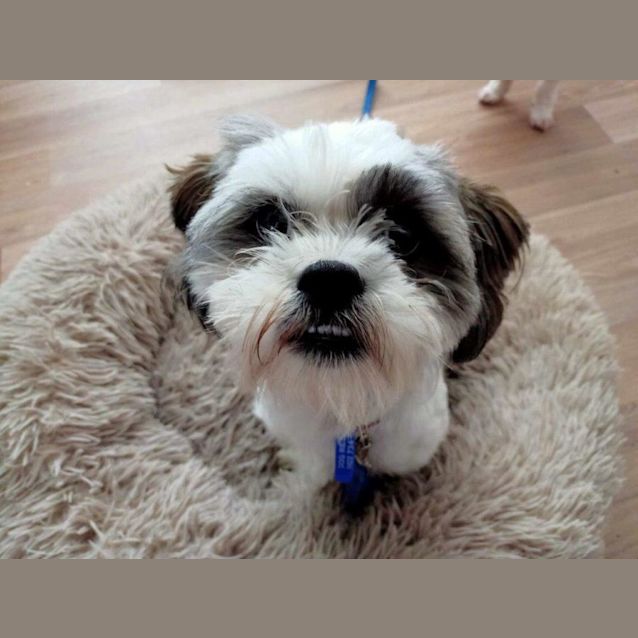 Photo of Buster   1yo Maltese X Shih Tzu (On Trial 8/11/23)
