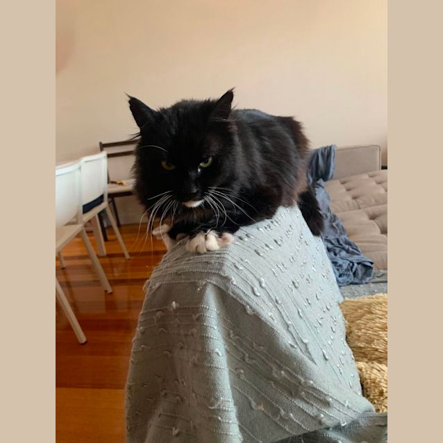 Photo of Charlie *9 Lives Project Rescue*