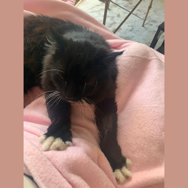 Photo of Charlie *9 Lives Project Rescue*