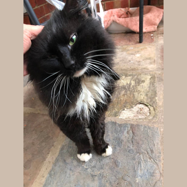 Photo of Charlie *9 Lives Project Rescue*