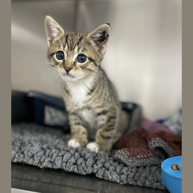 Photo of Galileo