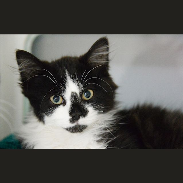 Photo of Small Fry