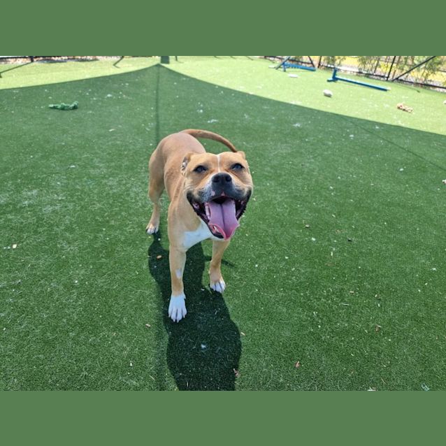 Photo of Jasmine Imp 1694