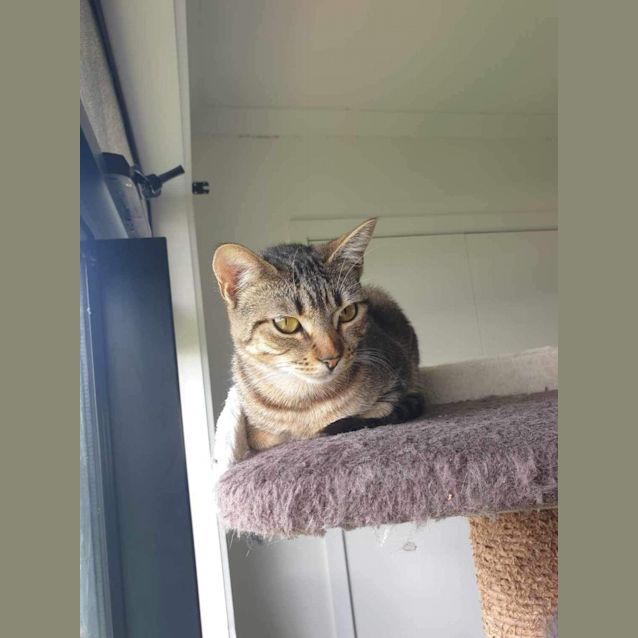 Photo of Crumpet Meet Me At Petstock Chelsea Store 