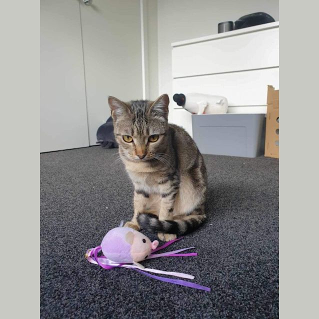 Photo of Crumpet Meet Me At Petstock Chelsea Store 