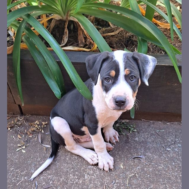 Photo of Comet