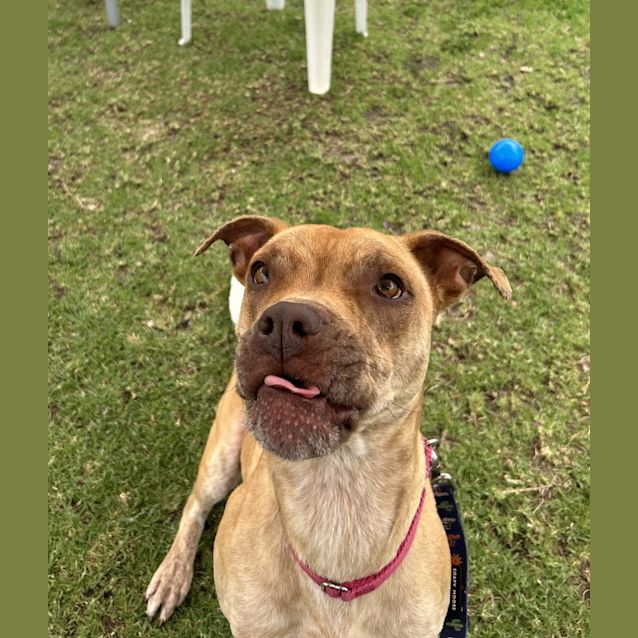 Photo of Nova