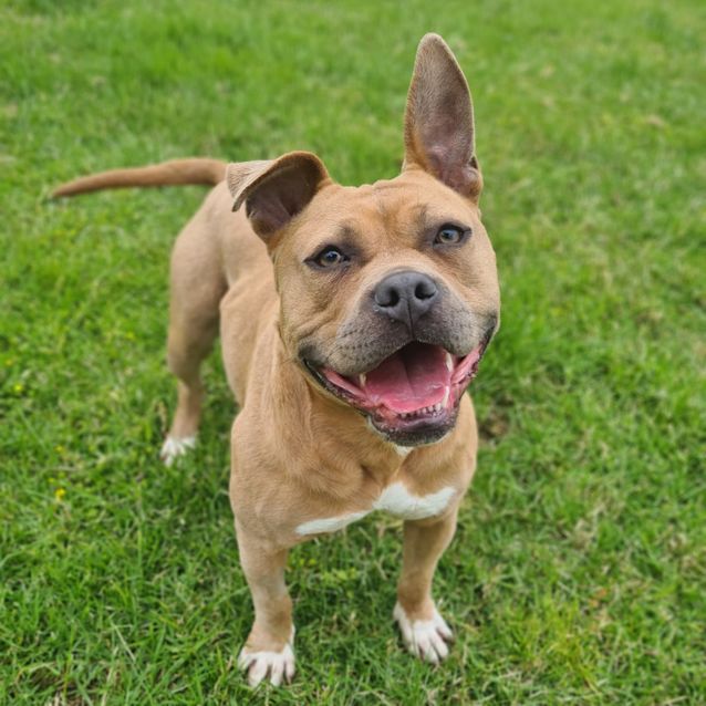 Photo of Goose