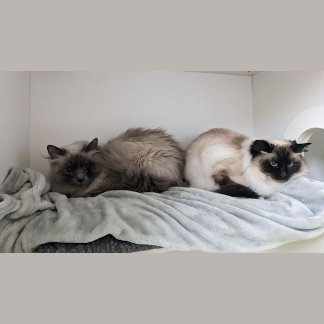 Photo of 💞Posh F02644💞