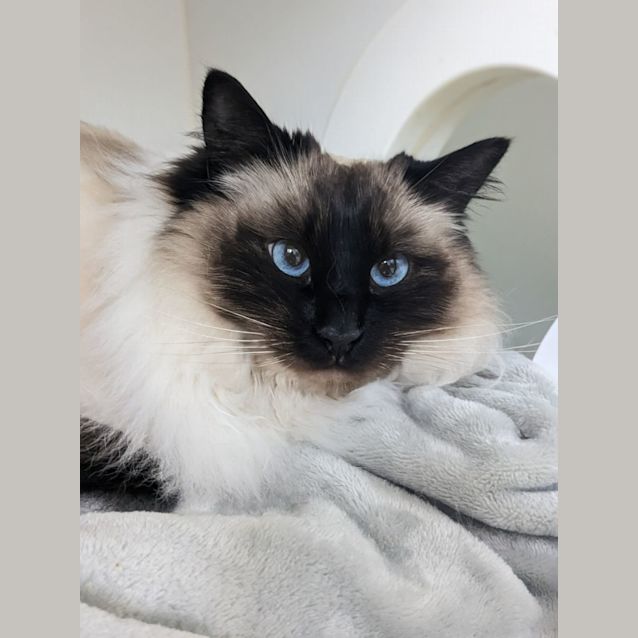 Photo of 💞Posh F02644💞