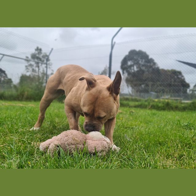 Photo of Goose
