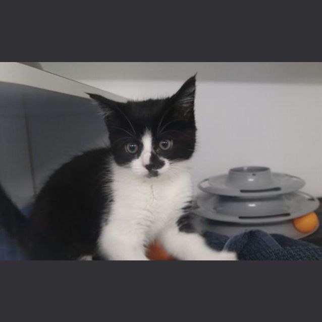 Photo of Checkers