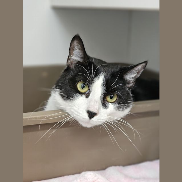 Photo of Cookie Dough