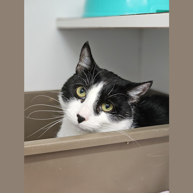 Photo of Cookie Dough