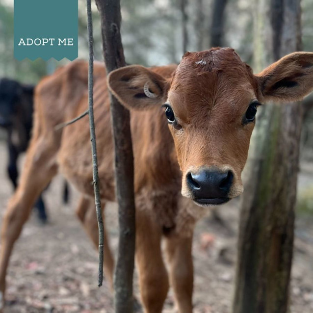 Photo of Angus, Love & Jessie