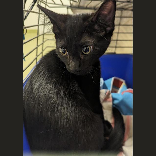 Photo of Fennel