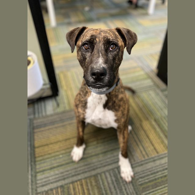 Photo of Ginger