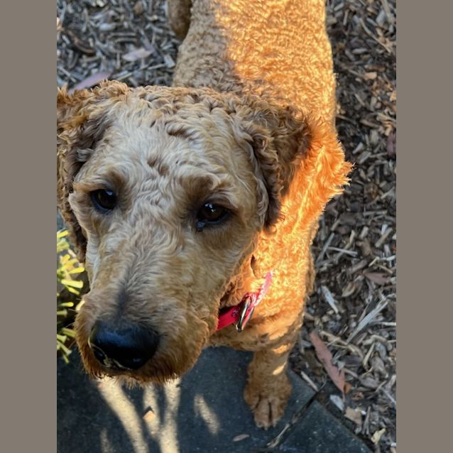 Photo of Rueben