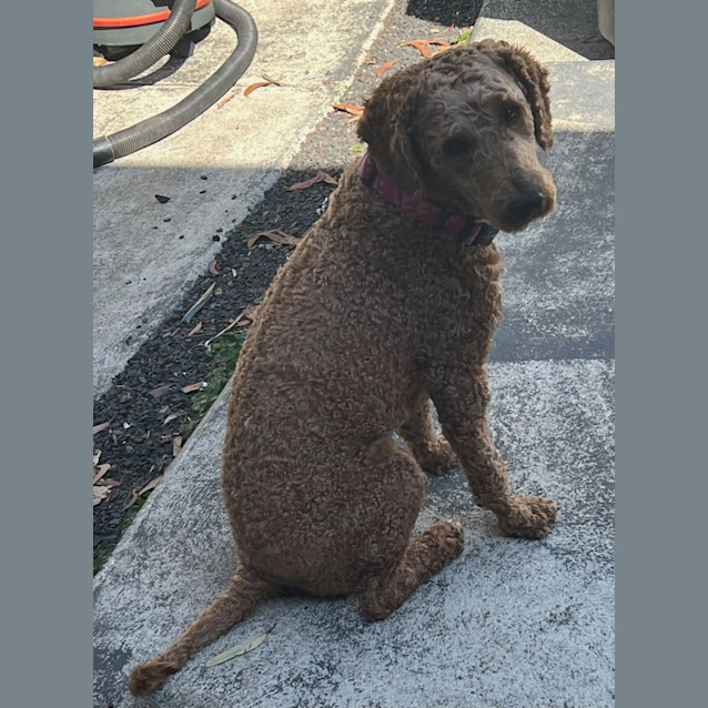 Photo of Rueben