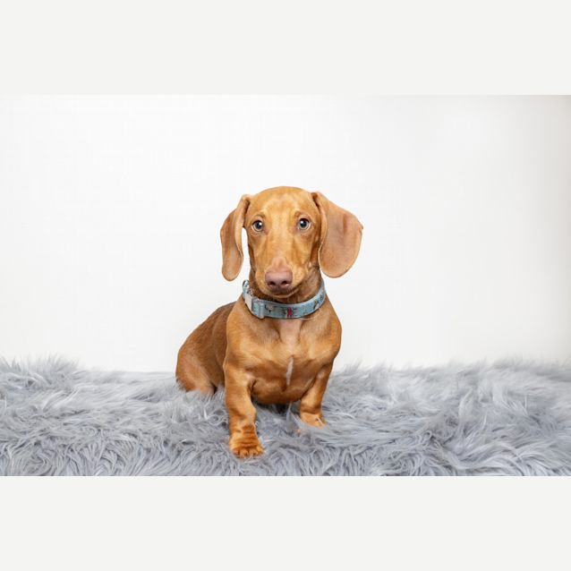 Photo of Bentley