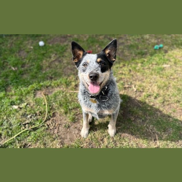 Photo of Willow