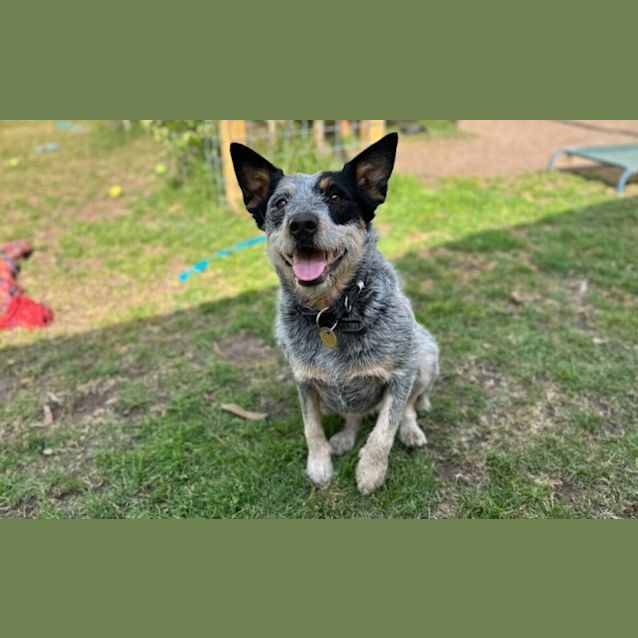 Photo of Willow