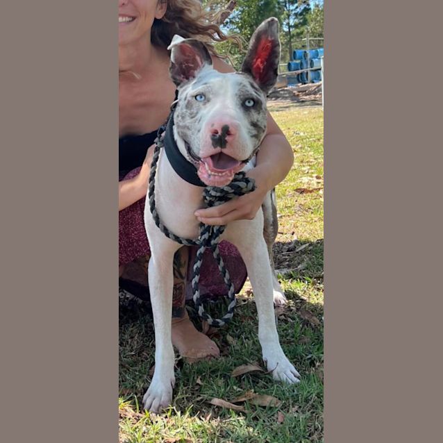 Photo of Bobby   9 Month Old Catahoula X (Trial)