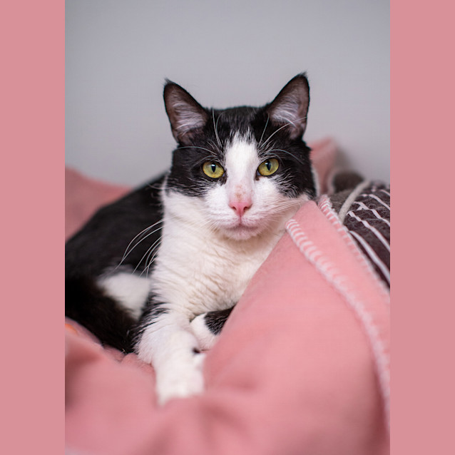 Photo of Cannoli