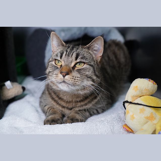 Photo of Willow