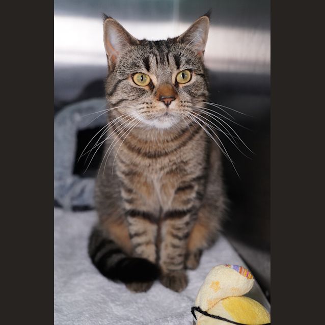 Photo of Willow