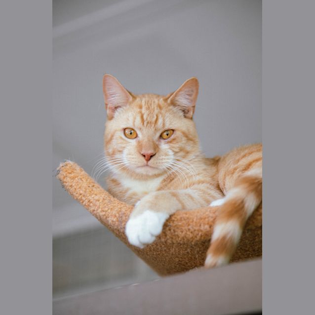 Photo of Tosca
