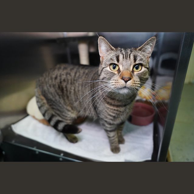 Photo of Willow