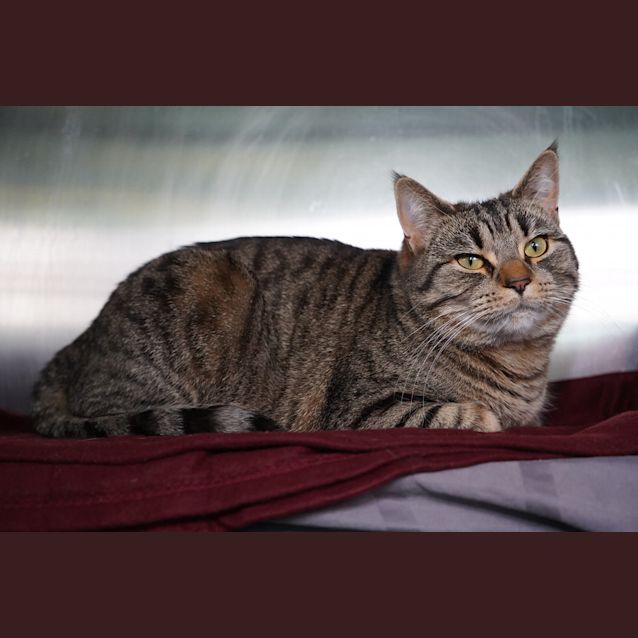 Photo of Willow