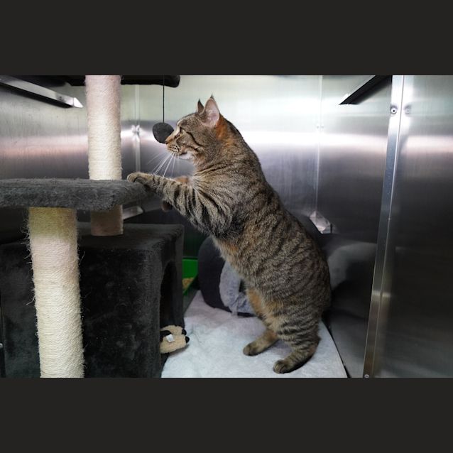 Photo of Willow