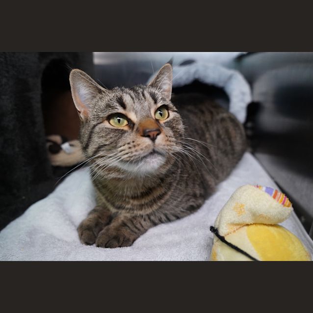Photo of Willow