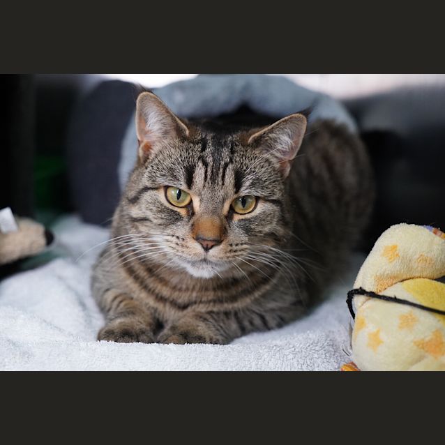 Photo of Willow