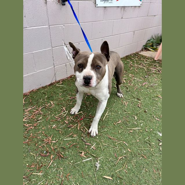 Photo of Buster