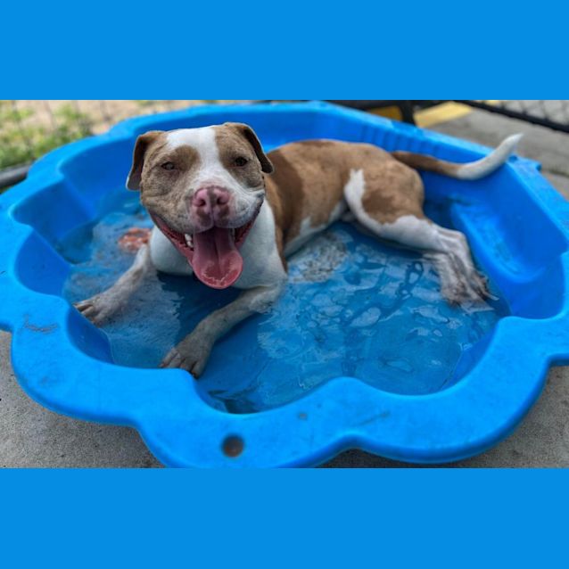 Photo of Phoenix   1 Year Old Bulldog X (Trial)