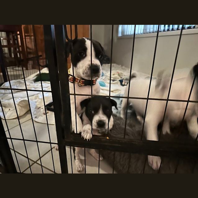 Photo of Tofu   8 Week Old Staffy X (Trial)