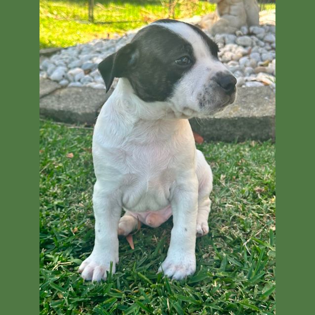 Photo of Tofu   8 Week Old Staffy X (Trial)